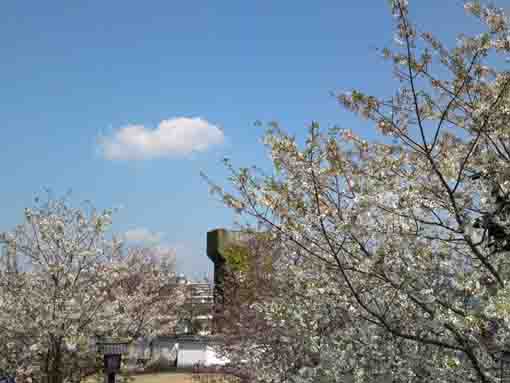 cherry blossoms and an old Lock Gate