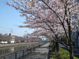 cherry blossoms along Shinkawa River