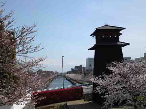 新川西詰の火の見櫓と千本桜