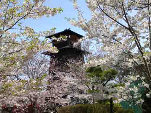 a fire lookout and cherry blossoms
