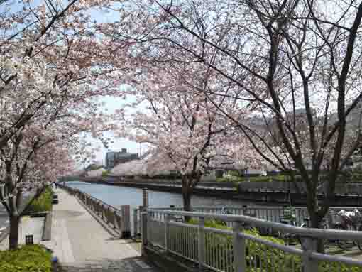 Cherry blossoms along Shinkawa River