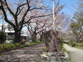 水元さくら堤は八代将軍徳川吉宗公によって築かれた桜の名所