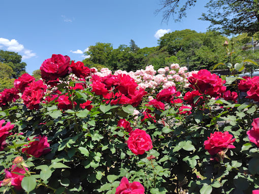 令和8年初夏里見公園に咲くバラの花1