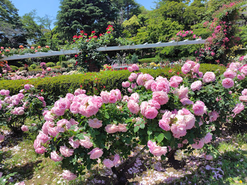 令和8年初夏里見公園に咲くバラの花3