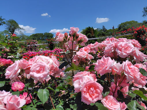 令和8年初夏里見公園に咲くバラの花5