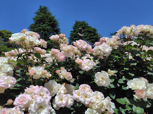 令和8年初夏里見公園に咲くバラの花7