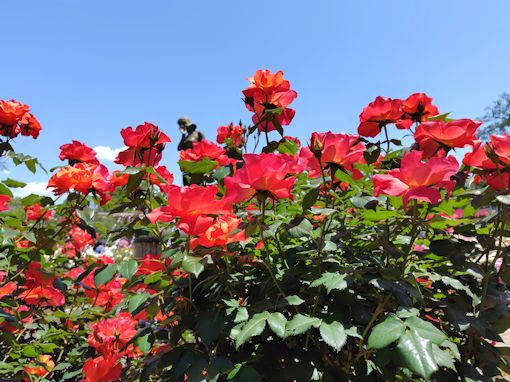 令和8年初夏里見公園に咲くバラの花9