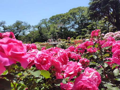 令和8年初夏東山魁夷記念館に咲くバラの花11