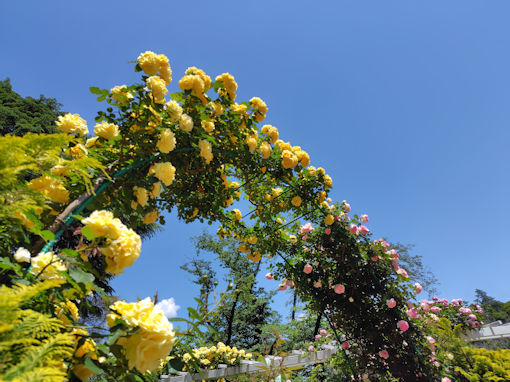 令和8年初夏東山魁夷記念館に咲くバラの花13