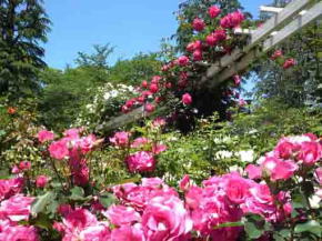 the rose garden in Satomi Park