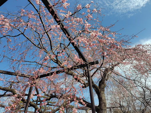 �ߘa�W�N�O���炫�̖��s���̂�������P