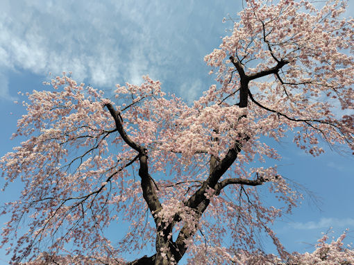 �ߘa�W�N���J�ɍ炭���s���̂�������P