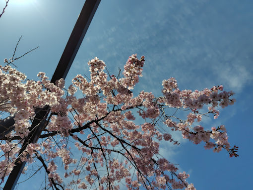 �ߘa�W�N���J�ɍ炭���s���̂�������T