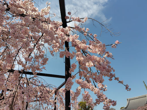 �ߘa�W�N���J�ɍ炭���s���̂�������U