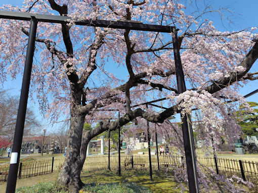 �ߘa�W�N���J�ɍ炭���s���̂�������V