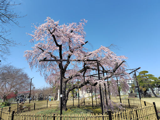 �ߘa�W�N���J�ɍ炭���s���̂�������W