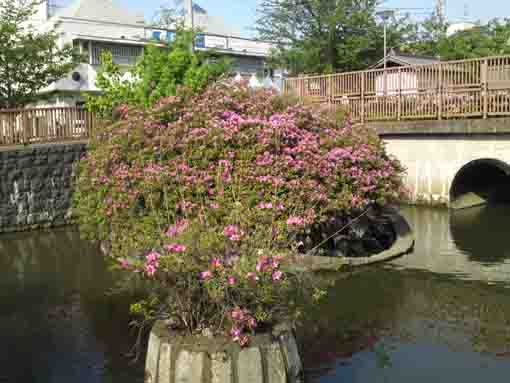 azaleas on islands on Shinkawa River