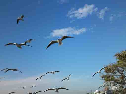 sea gulls flying in the blue sky