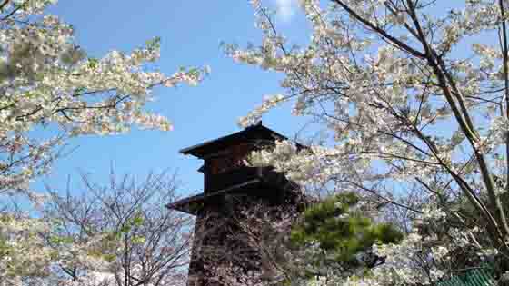 a fire lookout covered with sakura 