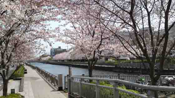 cherry blossoms along Shinkawa