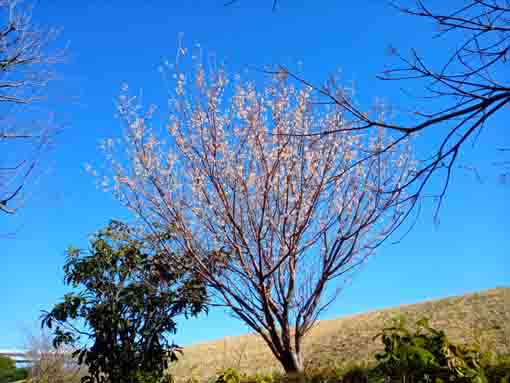 新中川河川敷に咲く白い山桜