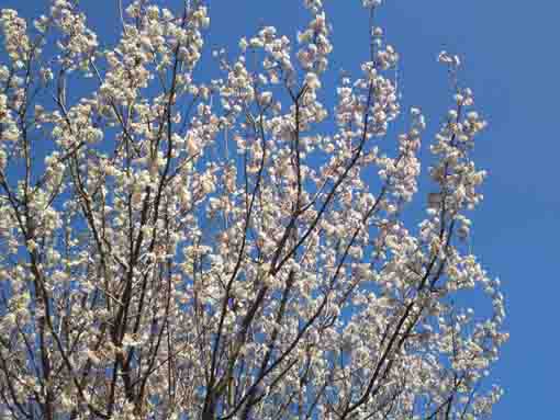 white small blossoms and the blue sky in 2020
