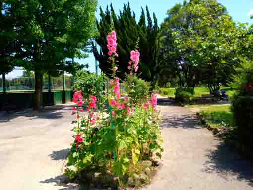 令和３年篠崎公園に咲くタチアオイの花①
