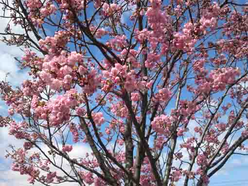 Hikan Sakura blossoms in Shinozaki Park 3