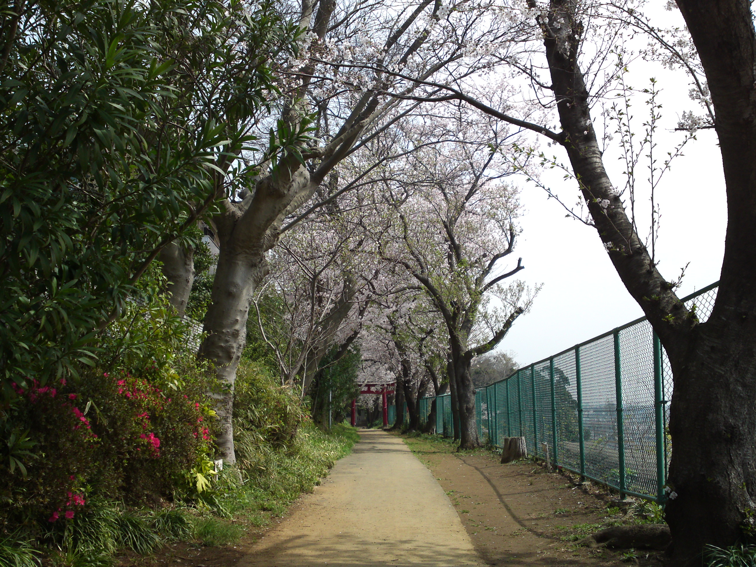 フリー写真素材集 桜とマンジュシャゲの咲く白幡神社１