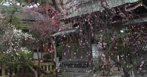 plum trees at Shirahata Tenjin Shrine