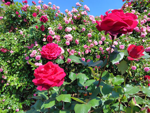 令和8年初夏鹿骨花公園に咲くバラの花5