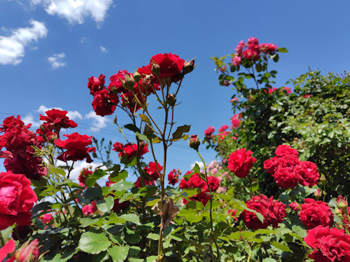 令和8年初夏鹿骨花公園に咲くバラの花3