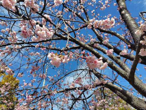 �ߘa�W�N�Ð�e�������̏C�P�������Q