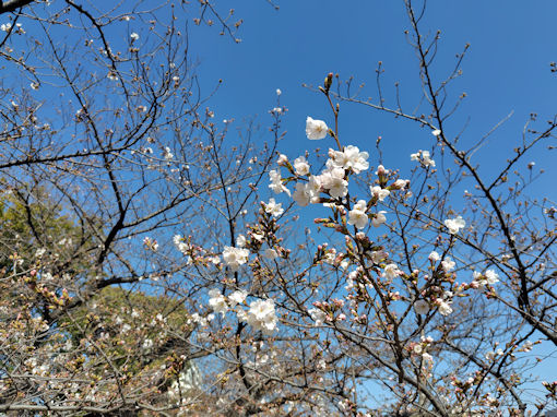 �ߘa�W�N�D�x�X�|�[�c�����J�Ԃ����\���C���V�m