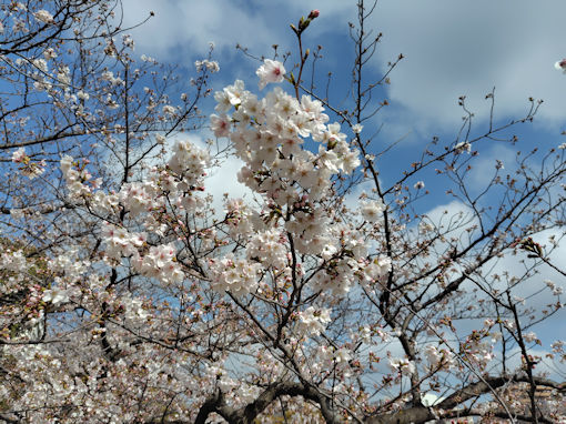 令和8年春船堀スポーツ公園