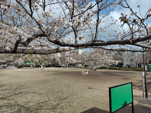 �ߘa�W�N�D�x�X�|�[�c�����̍炫�n�߂̍�