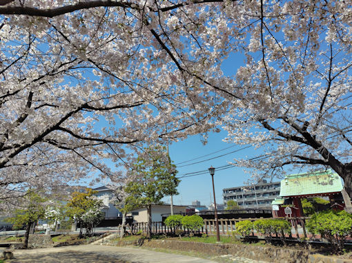 �ߘa�W�N�Ð�e���������J�̃\���C���V�m