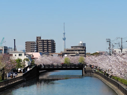 �ߘa�W�N�V�쉈���ɍ炭�\���C���V�m�P