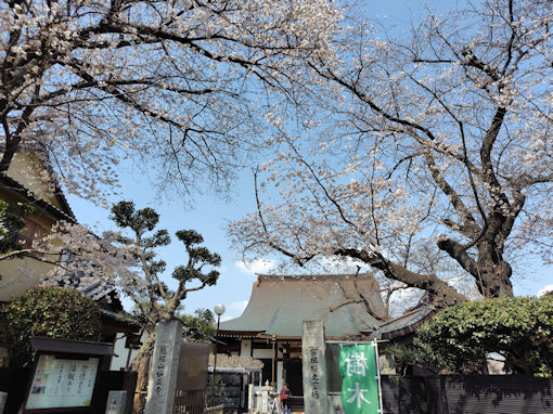 令和8年春妙正寺に咲くソメイヨシノの花1