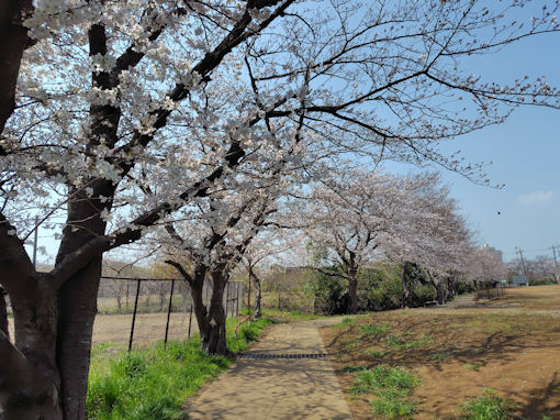 令和8年春市川東高校周辺の桜並木5