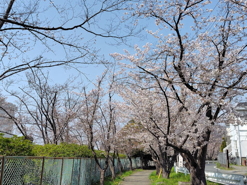 令和8年春市川東高校周辺の桜並木3