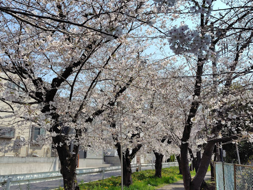 令和8年春市川東高校周辺の桜並木1