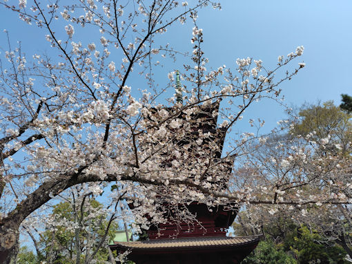 �ߘa�W�N���R�@�،o���̃\���C���V�m�Q