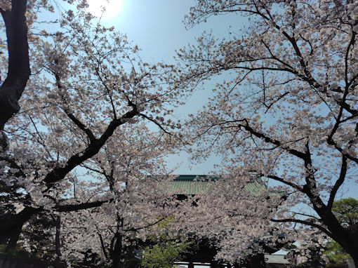 �ߘa�W�N���R�@�،o���̃\���C���V�m�P