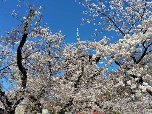 令和8年春中山法華経寺に咲くソメイヨシノ3