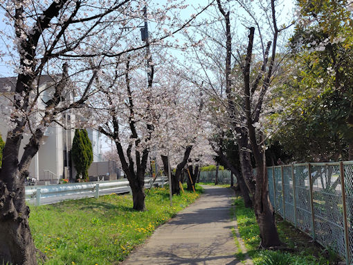 �ߘa�W�N�s�쓌���Z���ӂ̃\���C���V�m�Q