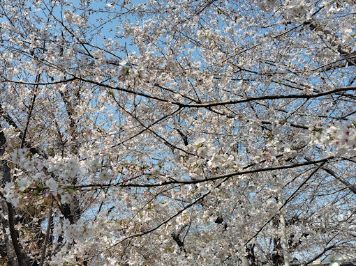 �ߘa�W�N�s�쓌���Z���ӂ̃\���C���V�m�R