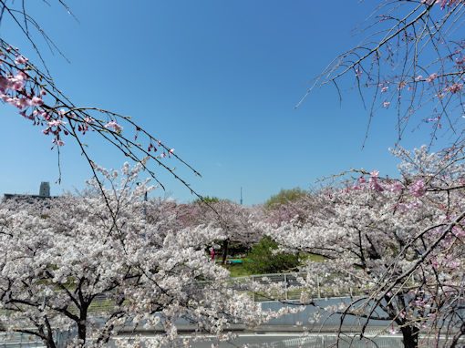 �ߘa�W�N�������{���������J�̃\���C���V�m�P