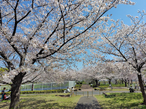 �ߘa�W�N�������{���������J�̃\���C���V�m�Q