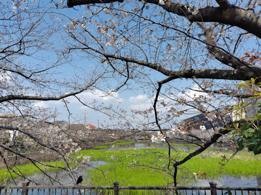 �ߘa�W�N�����ƌ����̃\���C���V�m